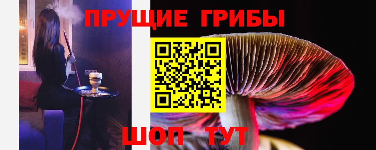 Галлюциногенные грибы Psilocybe Карачаевск